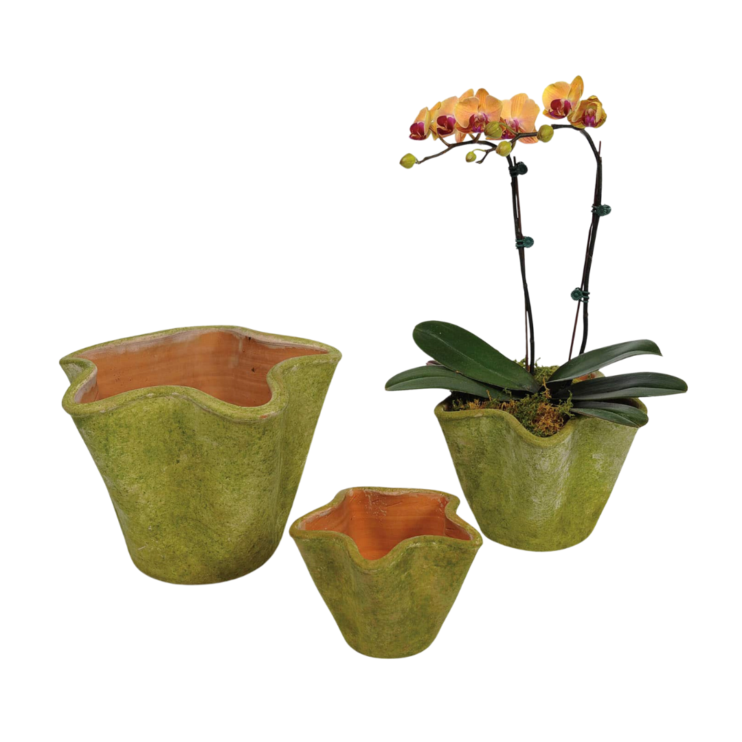 Aged Star Planter