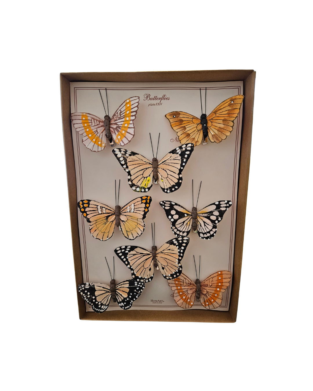 Butterfly Specimen Box