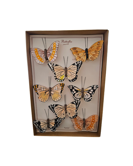 Butterfly Specimen Box