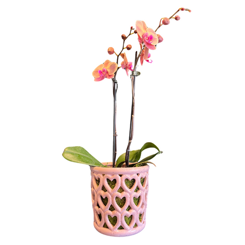 Orchid in Heart Planter