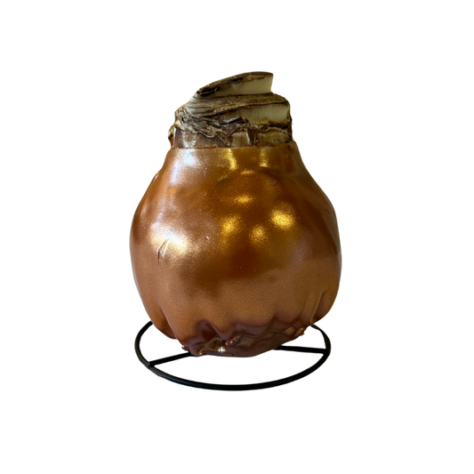 Copper Amaryllis Bulb