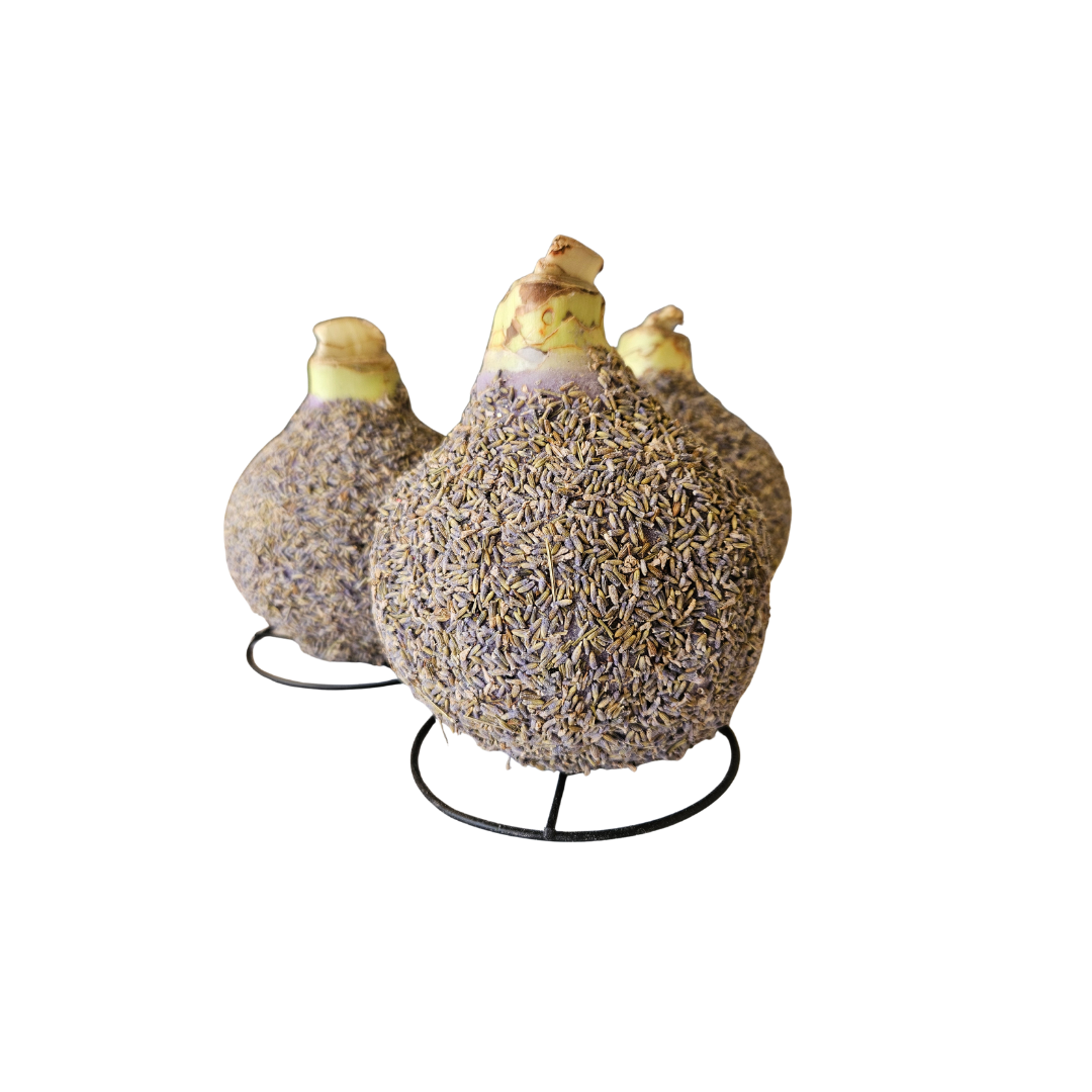 Lavender Petal Amaryllis Bulb{White}