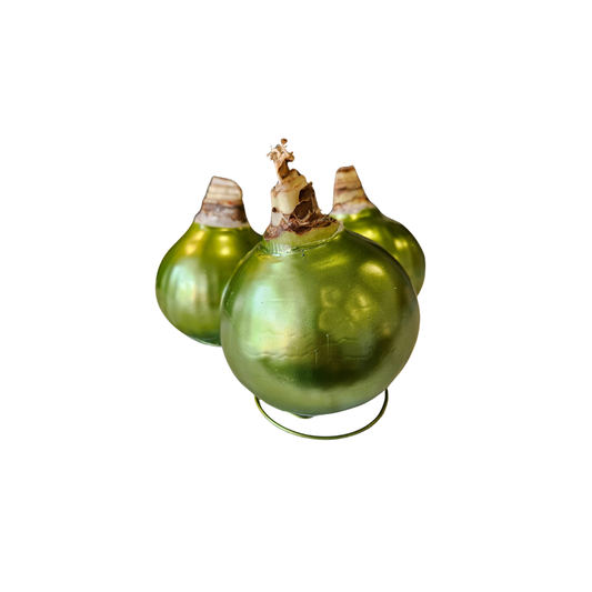 White Amaryllis Bulb {Metallic Olive Wax}