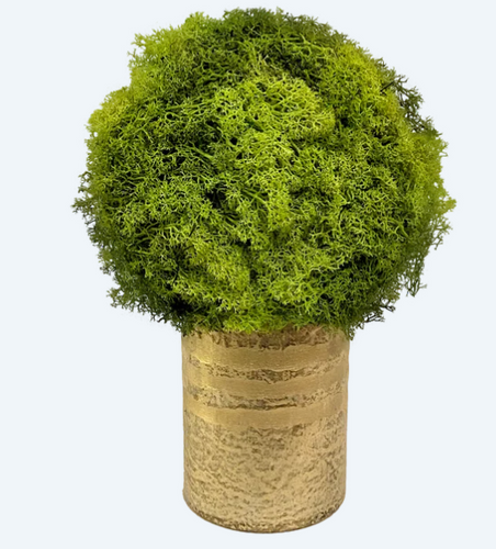 Moss Topiary in Gold Vase